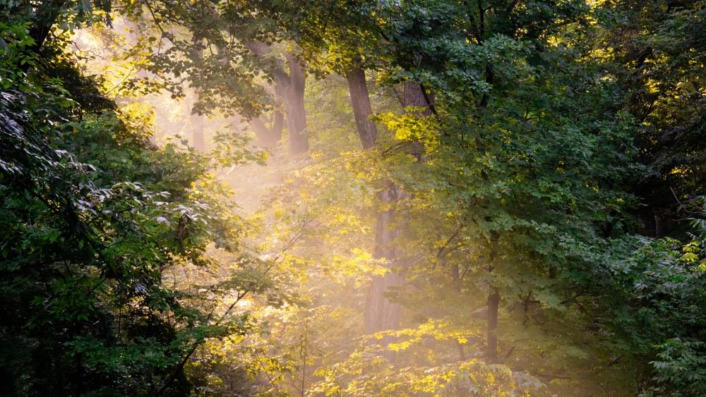 Sunlight filtering through a green forest
