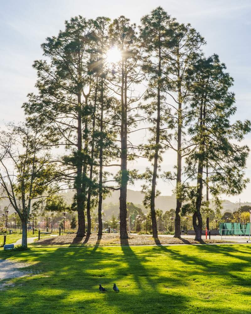 Golden morning sunlight coming through trees